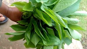 (500g) DAUN SINGKONG MUDA SEGAR BUAT LALAB DAN BIKIN BUNTIL