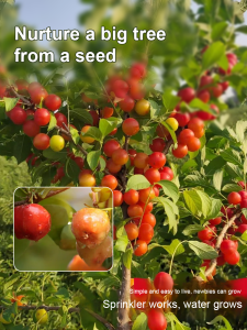 Ophiopogon calcium seedlings farmer large watering planting technology