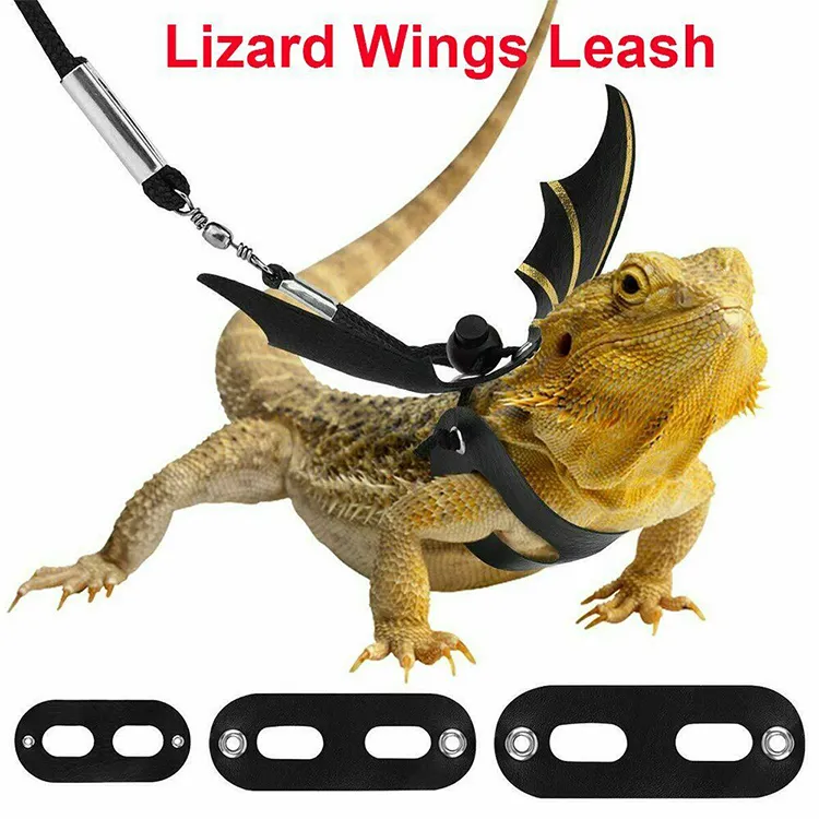 Lizard supplies hotsell