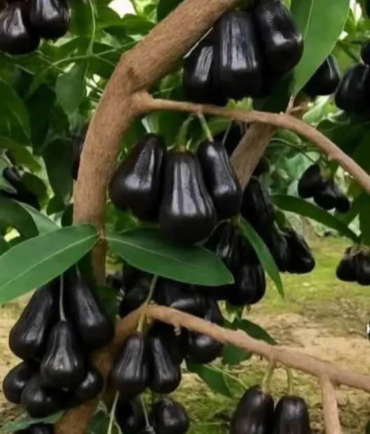 Bibit Jambu Air hitam sudah berbunga lebat batang unggul/bibit jambu air  black guava Bibit Jambu Air Segar Dari Indonesia - Lazada | Lazada Indonesia