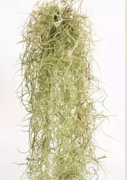 Spanish Moss Plant For Sale