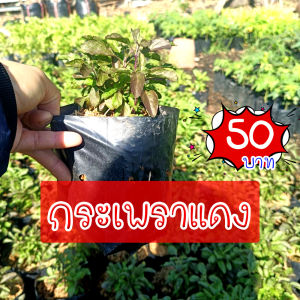 Shop999 ต้นกระเพราแดง ต้นกล้าแข็งแรงพร้อมปลูกลงดิน ผักสวนครัว ให้ผลผลิตเร็ว