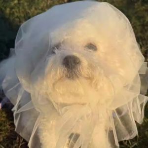 AKZDXE Breathable Dog Anti-Eating Veil Comfort Adjustable Pet Protective Special Polyester Anti Chew Mouth Outdoor Pet Supplies