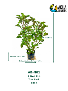 Alternanthera Bettzickiana ‘Versicolor’ Live Semi-Aquatic Plant | Colourful Foliage