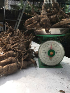 Sâm bố chính tươi cây chuẩn được lấy từ rừng thân củ có màu nâu đen