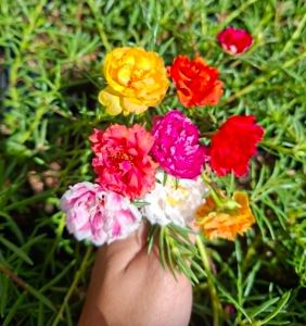 Assorted Vietnam Rose - Rare Ornamental Flowers Easy to Grow Perfect for Home & Garden Decor