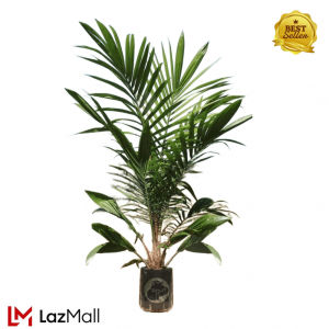 กล้าปาล์ม ยังกัมบิML161 แท้100% รุ่น12เดือน โทร 080 9738042