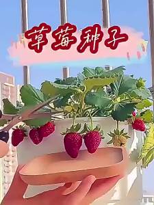 Four-season red cream strawberry potted plant white fruit four-season vegetables spring season