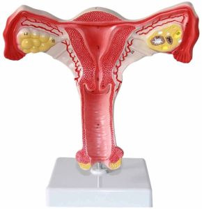 Human Uterus and Ovary Model Female Reproductive Organ Model Medical Teaching Anatomical Gynecology Doctor Patient Communication Simulation