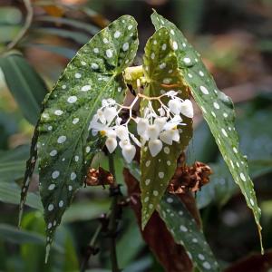 Begonia maculata - - Pokok Begonia Maculata - बेगोनिया मैक्युलेटा पौधा Begonia maculata – Polka Dot Begonia White-Spotted Leaves Red Underside Tropical Foliage Beauty LIVE PLANT