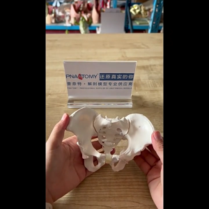 Phòng thí nghiệm giảng dạy mô hình xương chậu nữ mô hình khung xương chậu nữ nhỏ con người mô hình y tế mô hình giảng dạy cho nghiên cứu