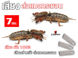 เสียง แมงจีซอน นาน 1 ชั่วโมง USB แฟลชไดร์ฟ สำหรับ ใช้ล่อ แมงจีซอน หมานๆๆ