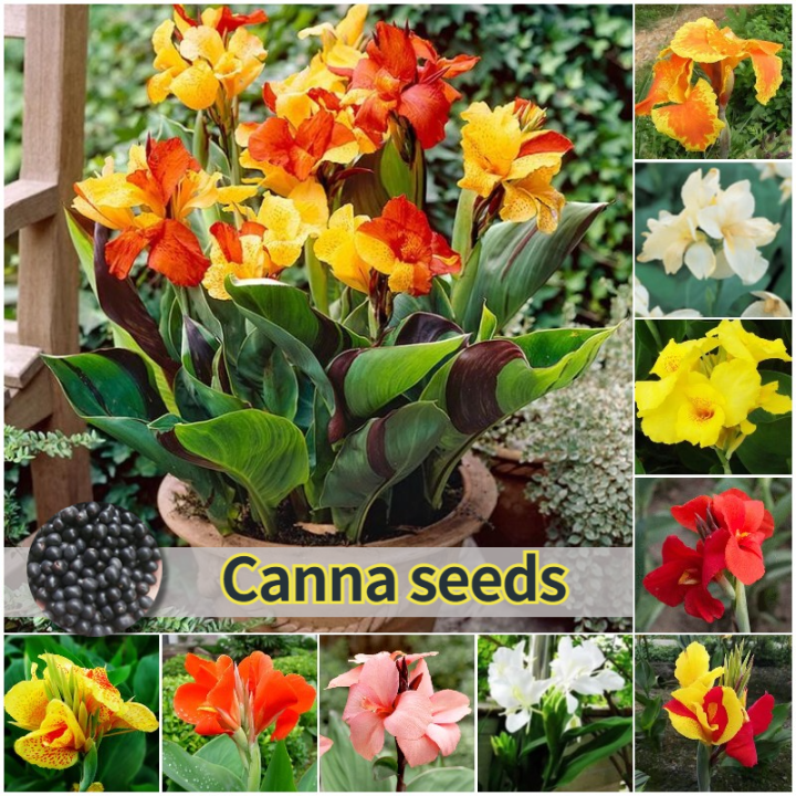 [Easy to grow in Philippines] Canna Lily Seeds Flower Seeds for