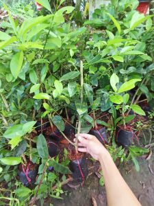 Chanh tứ quý bông tím siêu trái - Chanh trái chùm năng suất cao - Chanh trái quanh năm (1 Cây giống chiết cành)