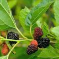 Bibit buah mulberry | murbei | mulberi | berbuah. 