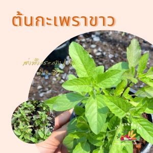 ต้นกะเพรา ผักออแกนิก ใส่กระถาง/ถุงดำ 6 นิ้ว ผักสวนครัว ผักสวนครัวปลูกง่าย ผักสวนครัวพร้อมปลูก