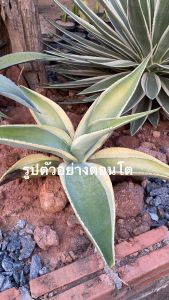 Agave guiengola (Creme Brulee) อากาว่า เกวนโกล่า ด่างขอบ (ต้นเล็ก) ส่งแบบเคาะดินออก