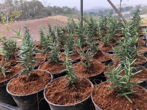 ⚡️FLASH SELL⚡️โรสแมรี่ รุ่นกระถาง4 นิ้ว