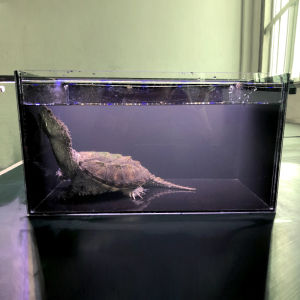 Snapping turtle egg turtle special hair color tank bare tank transparent living room landscaping aquarium acrylic fish akuarium ikan akrilik kura kura landskap 鳄龟蛋龟专用毛色缸裸缸透明客厅造景水族亚克力鱼