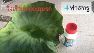 ฟาสทรู 1 ลิตรสารเร่งการดูดซึม 1 ลิตร เอฟอส แอ็ปซ่า ฟาสทรู ช่วยพาสารเคมีเข้าสู่เซลล์พืชภายใน5 วินาที