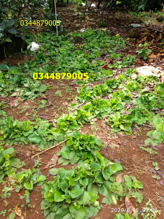 C%E1%BB%A7%20x%C3%A1%20k%C3%A9n/x%C3%A1%20ki%E1%BA%BFng%20kh%C3%B4%200.5kg%20-%20Image%206