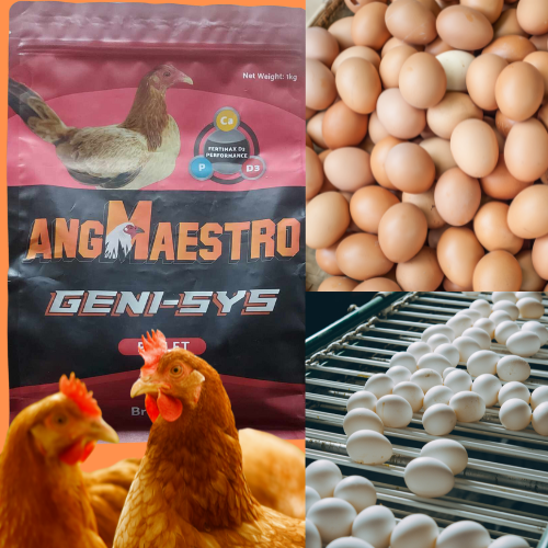 BEST FOR CHICKEN ANG MAESTRO GENI-SYS PELLET PAMPADAMI NG ITLOG FOR ...