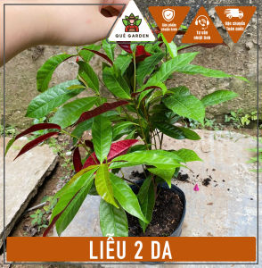 Cây Liễu 2 Da - Tổng thể tầm 40-50 cm - Thích nghi nắng cho sân vườn công trình!