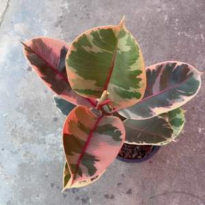 ต้นยางอินเดียด่างชมพู กระถาง 8 นิ้ว ต้นสูง ประมาณ65-70 cm. ไม้ฟอกอากาศ ไม้ประดับบ้าน ไม้มงคล