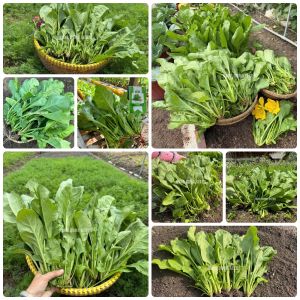 Hạt giống Cải Bó Xôi F1 Turkana gói 5gr~600 hạt Hạt Cải Bina Rau chân vịt cây phát triển mạnh năng suất cao