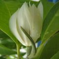 CÂY HOA NGỌC LAN TRẮNG, CÂY ĐANG NỤ, CAO TRÊN 80CM. 