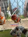 Cám cá vàng JIZHEN/PORPOISE 54% ĐẠM - Giải pháp tăng đầu lân hiệu quả cho cá vàng Hulx. 