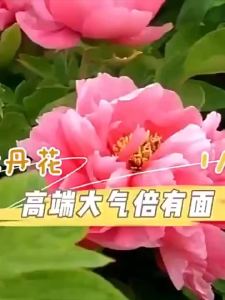 5pcs Peony Seeds Multi Colored Peony Flowers Seeds