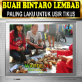 PENGUSIR TIKUS AMPUH | BUAH BINTARO LEMBAB | BUAH SIMPALAK. 