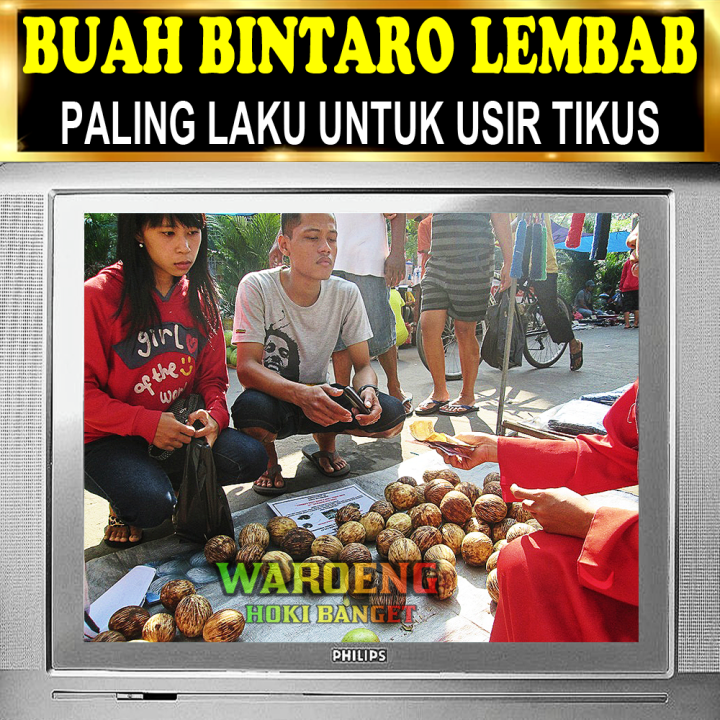 PENGUSIR%20TIKUS%20AMPUH%20%7C%20BUAH%20BINTARO%20LEMBAB%20%7C%20BUAH%20SIMPALAK%20-%20Image%203