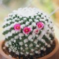 Kaktus mammillaria erusamu import. 