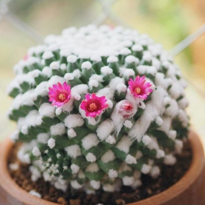 Kaktus%20mammillaria%20erusamu%20import%20-%20Image%202