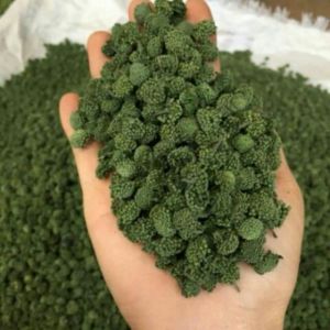 Nụ hoa tam thất Trà hoa tam thất