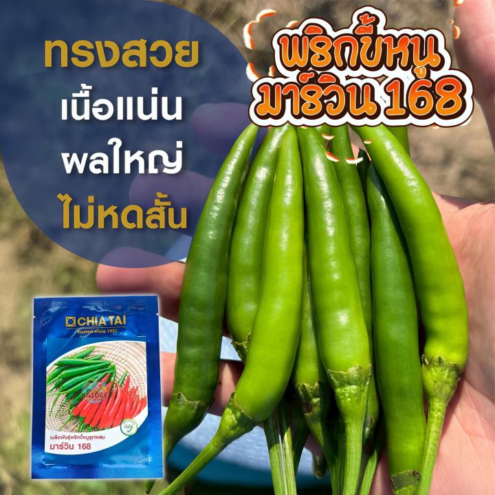 เมล็ดพริกขี้หนู มาร์วิน 168 เจียไต๋ เผ็ดร้อน