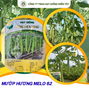 Hạt Giống Mướp Hương Lai F1 SWEET MELO 62 ĐTV Gói 85gram