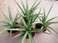 Sansevieria Silver Nymph with FREE plastic pot, pebbles and garden soil (Rare Indoor Plant and 4 Stocks Only). 