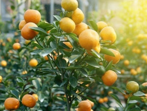 JUAL BIBIT JERUK SANTANG MADU SUPER HASIL OKULASI SAMCUK