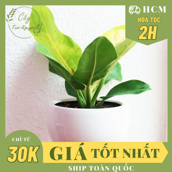 CÂY TRẦU BÀ ĐẾ VƯƠNG Vàng, (cao 15cm), cây phong thủy hút tài lộc để ...