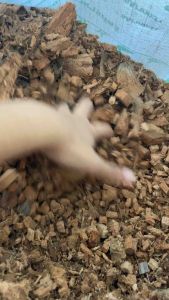 กากมะพร้าวสับเล็ก กาบมะพร้าว แห้งไม่ชุบน้ํา! ใส่ถุงซิปล็อคอย่างดี 450g อย่างดีสําหรับปลูกต้นไม้ แคคตัส รองก้นกระถาง