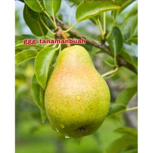 Bibit Buah Pir Super Hasil Cangkok