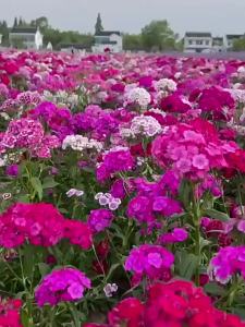 ดอกเดียนทัสอเมริกันแท้ ดอกไฮเดรนเยียไม้ยืนต้น ดอกเดียนทัสหลากสี ทานตะวันสี่ฤดู ดอกไม้ไม้ยืนต้น สำหรับเตียงดอกไม้ ระเบียง ต้นไม้กระถาง