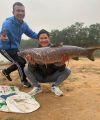 Mồi câu cá trắm đen, câu đài và câu lục, gồm 1 túi thính dụ, 500 gram ngô hạt và 500 gram thóc thơm. 