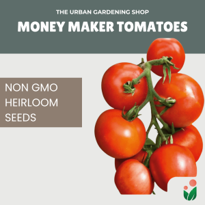 Premium Non-GMO Seeds - Moneymaker Tomatoes