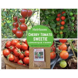 Heirloom Tomato Seeds - SWEETIE Tomato SUPER SWEET CHERRY TOMATO heirloom seeds non-gmo OPV