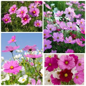 Hạt giống hoa cúc sao nháy màu hồng(hoa chuồn chuồn)gói 300 hạt