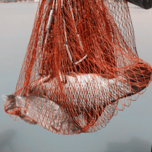 Jaring Pancing Ikan Lempar Jaring Udang Lempar Perangkap Ikan Udang Jaring Penangkap Udang dan Ikan dengan Piring Bulat Fishing Throw Net Cage Fishing Net